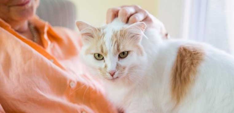 Bahaya Bulu Kucing Bagi Manusia