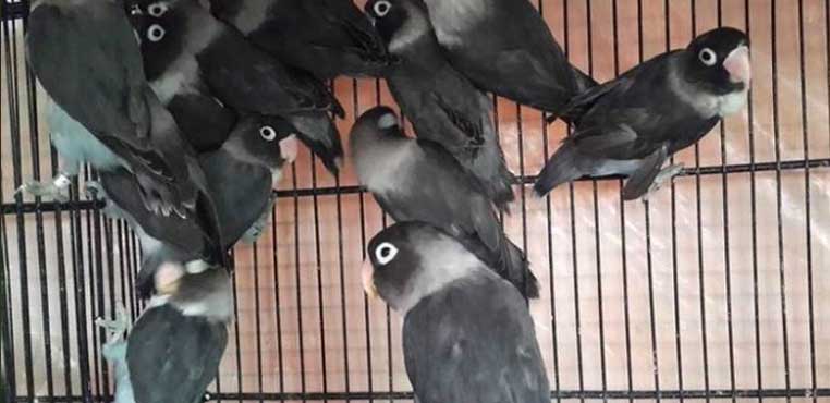 Burung Lovebird Tercantik
