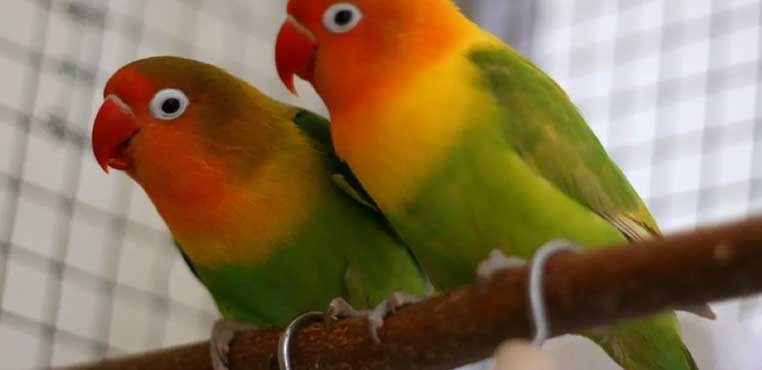 Ciri Lovebird Kacamata Fischer