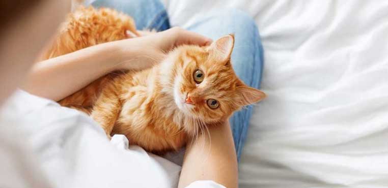 Grooming Kucing Adalah