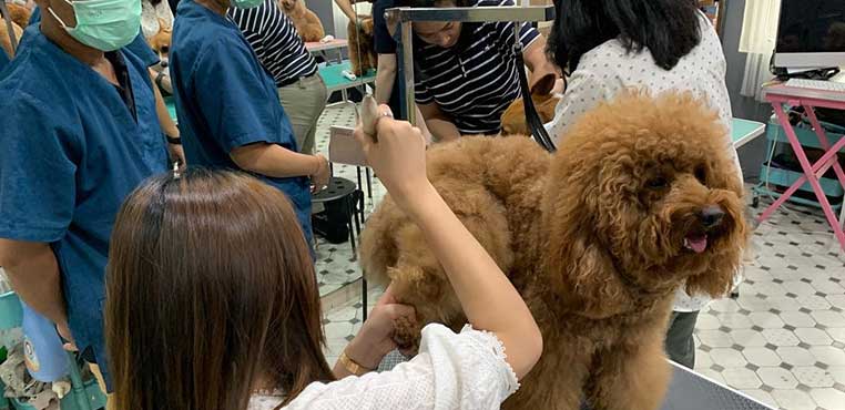 Harga Grooming Kucing Di Petshop Termurah