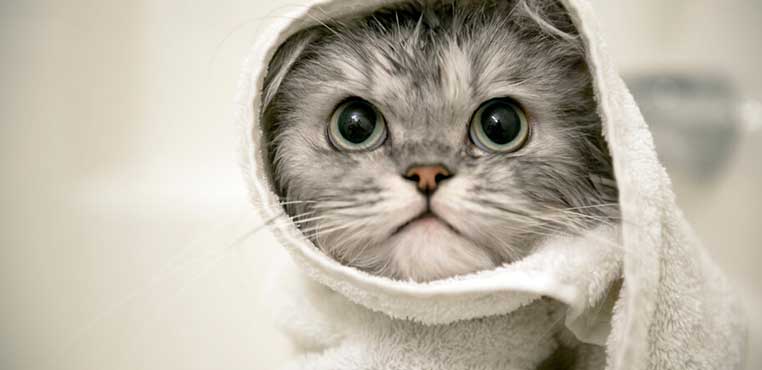Harga Grooming Kucing Surabaya