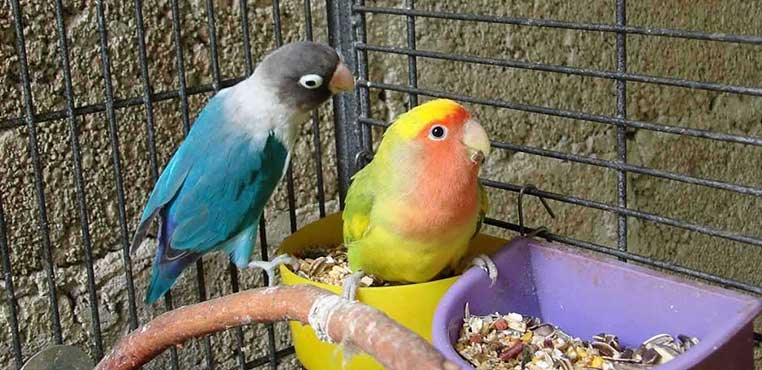 Pakan Burung Lovebird Biar Gacor