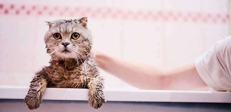 Tempat Grooming Kucing
