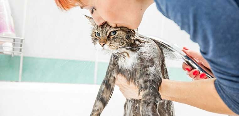 Cara Grooming Kucing Sendiri