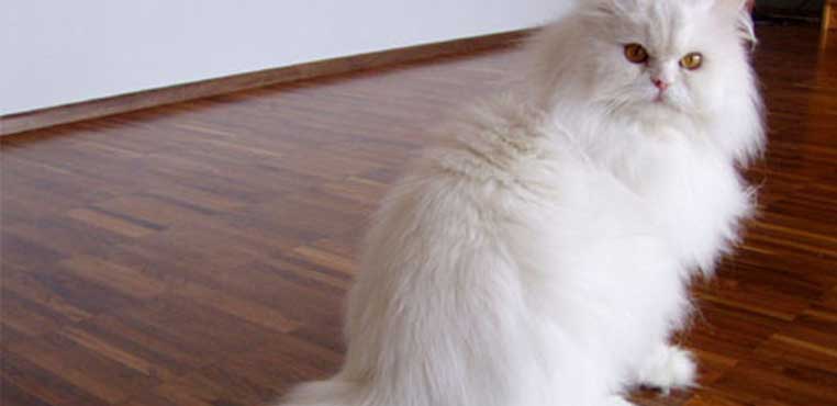 Daftar Harga Grooming Kucing Terbaik