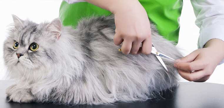 Daftar Harga Grooming Kucing