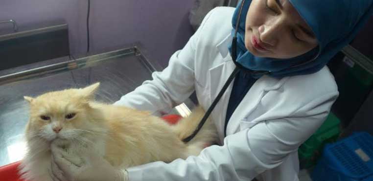 Grooming Kucing Balikpapan