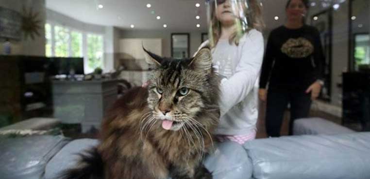 Grooming Kucing Banjarmasin