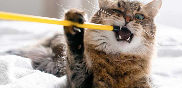 Grooming Kucing Bekasi