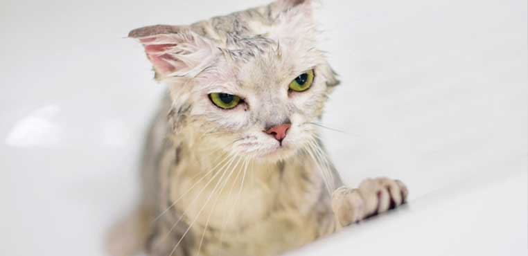 Grooming Kucing Berapa Kali