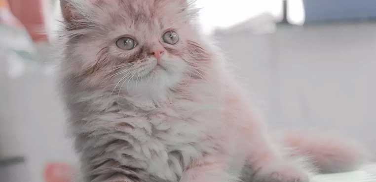 Grooming Kucing Berapa Lama
