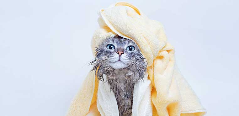 Grooming Kucing Depok