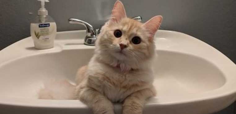 Grooming Kucing Harga