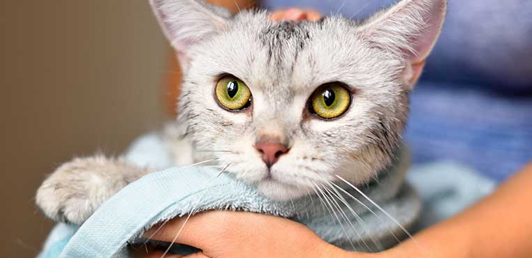 Grooming Kucing Malang