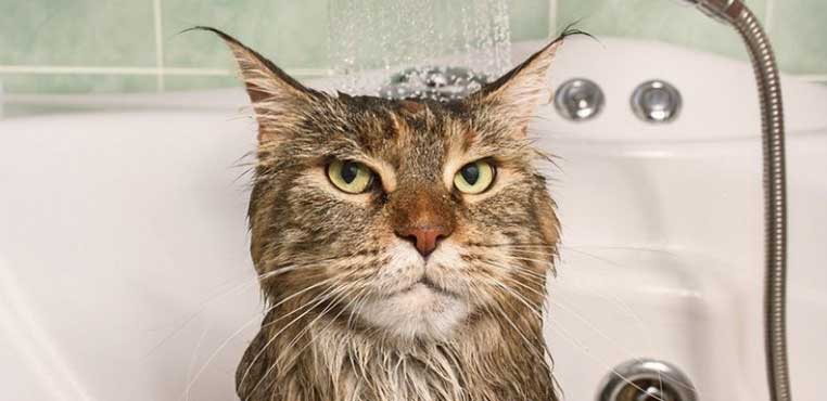Harga Grooming Kucing Di Bogor