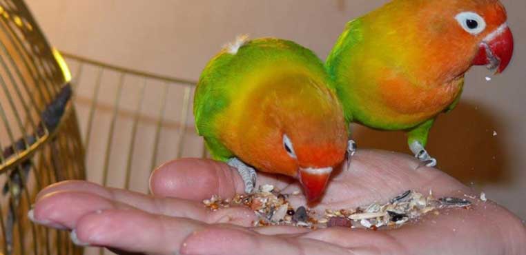 Harga Makanan Lovebird