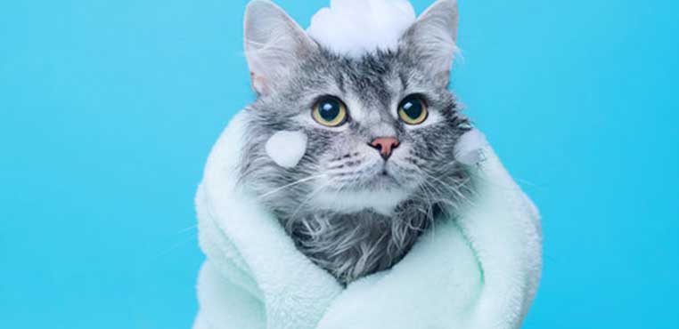 Jasa Grooming Kucing Di Jogja