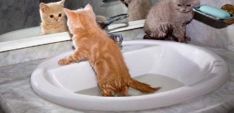 Jasa Grooming Kucing Ke Rumah