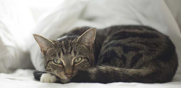 Jasa Grooming Kucing Tangerang