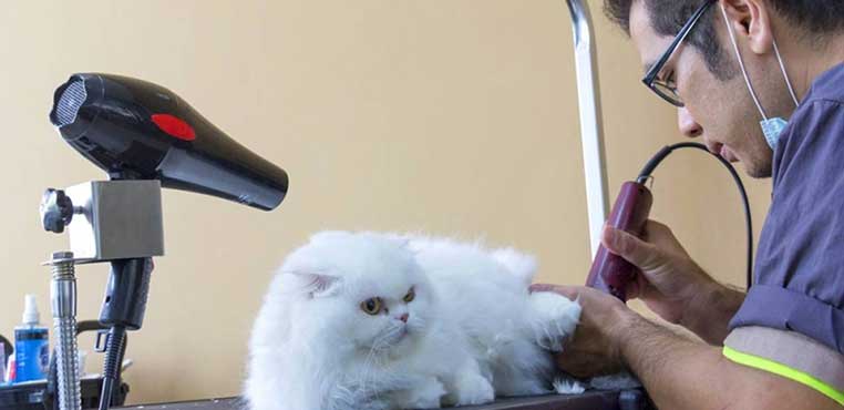 Kursus Grooming Kucing