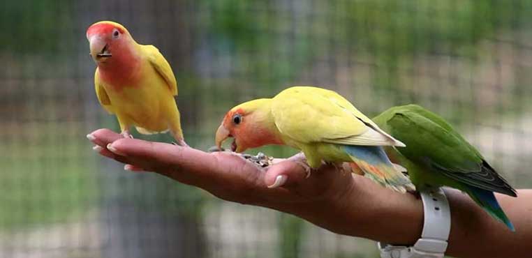 Makanan Lovebird BIar Ngekek