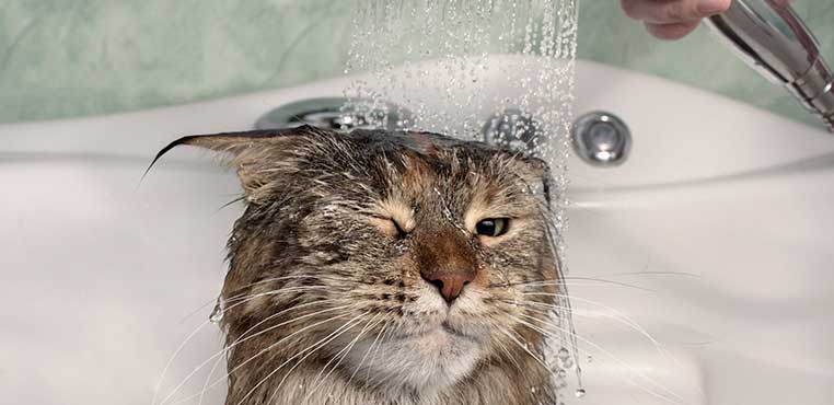 Tempat Grooming Kucing Di Bandung