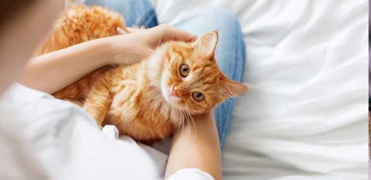 Tempat Grooming Kucing Terdekat