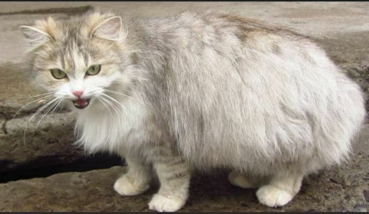 bolehkah kucing hamil dimandikan