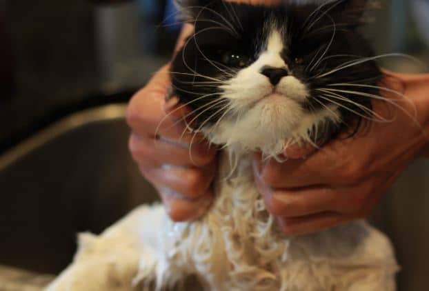 cara memandikan kucing agar tidak berontak