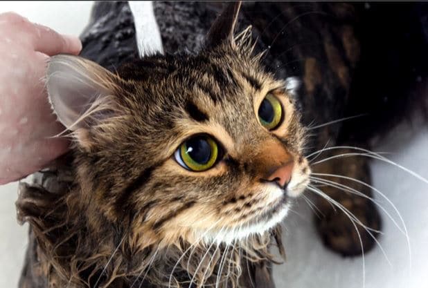 cara memandikan kucing dengan benar