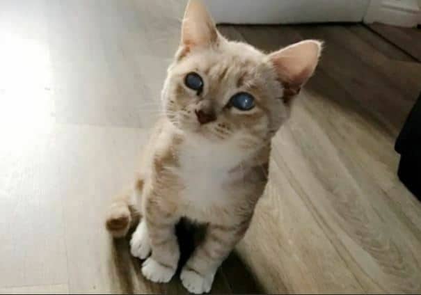 cara memandikan kucing liar