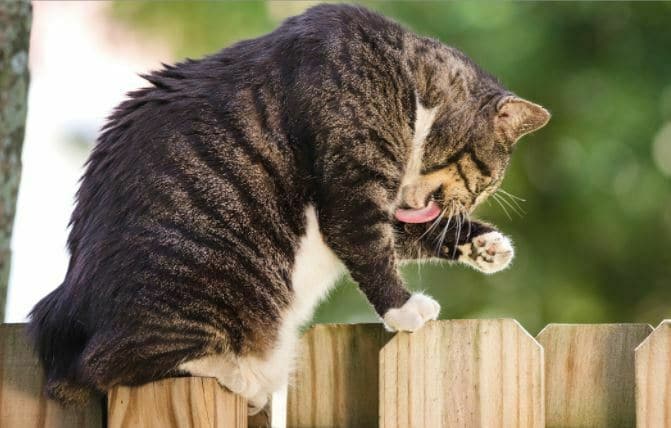 cara memandikan kucing yang takut air