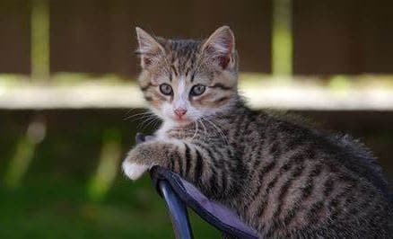cara mengatasi kucing jamuran