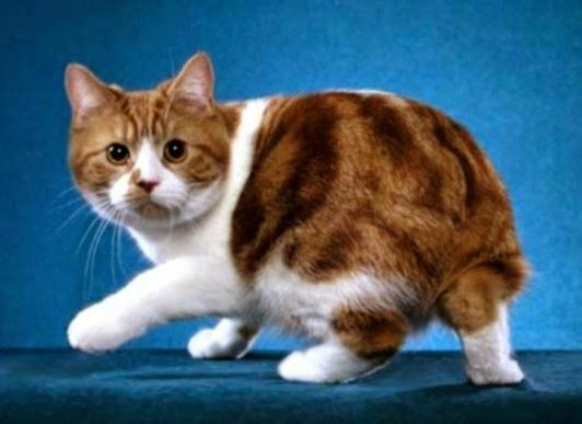 cara menghilangkan jamur kucing pada manusia