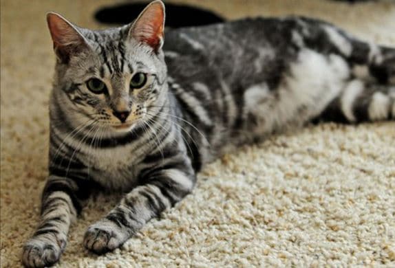 cara mengobati kucing jamuran