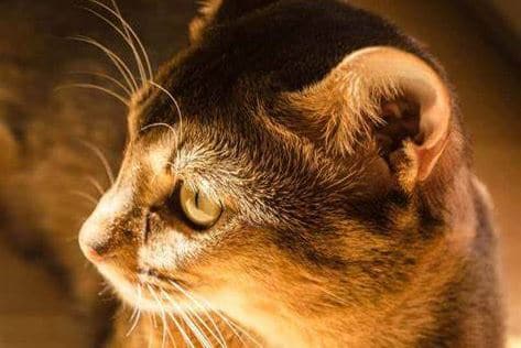 cara mengobati telinga kucing jamuran