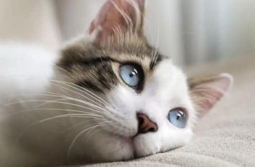 cara menumbuhkan bulu kucing yang terkena jamur