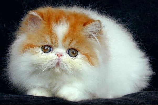 grooming kucing medan