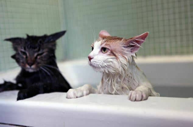 jam mandi kucing