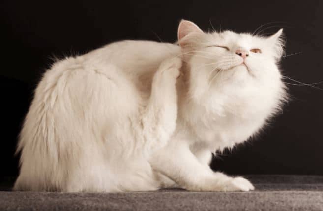 jamur kucing pada kulit manusia