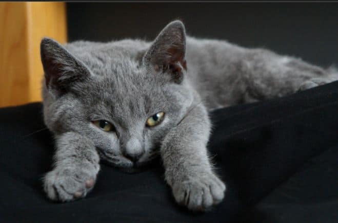 bulu kucing botak karena jamur