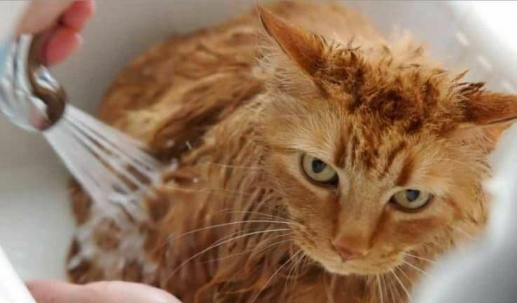 memandikan kucing dengan air dingin
