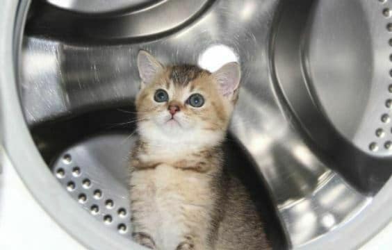 memandikan kucing malam hari