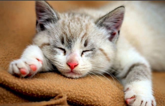 mengatasi kucing jamuran