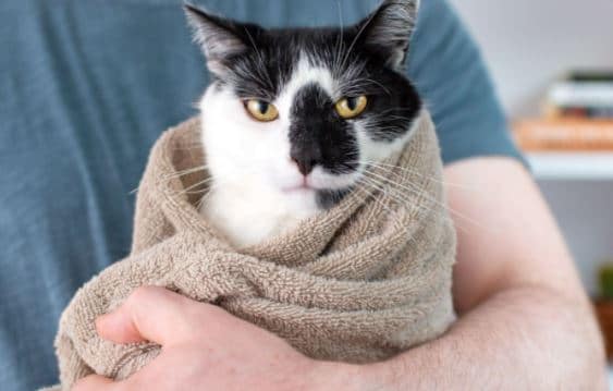 penyebab jamur pada kucing