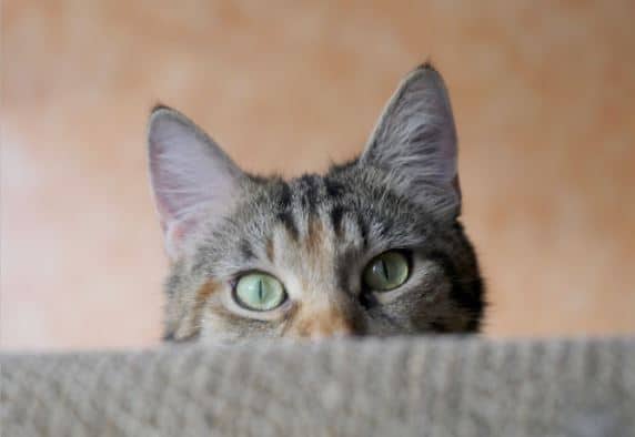 telinga kucing berjamur