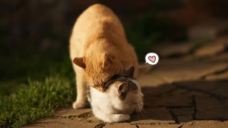 Cara Mengatasi Kucing Birahi Jantan
