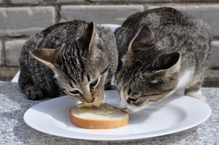 Kucing Makan Roti