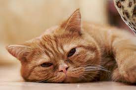 Inilah Penyebab Kucing Lemas Gak Mau Makan dan Langsung Tidur